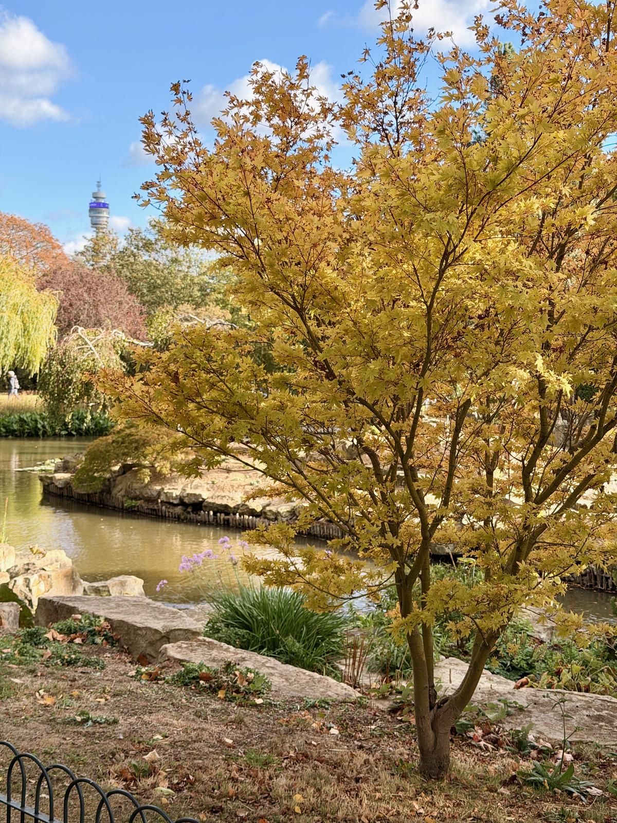 Yellow leaves in Regents Park