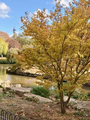 Yellow leaves in Regents Park