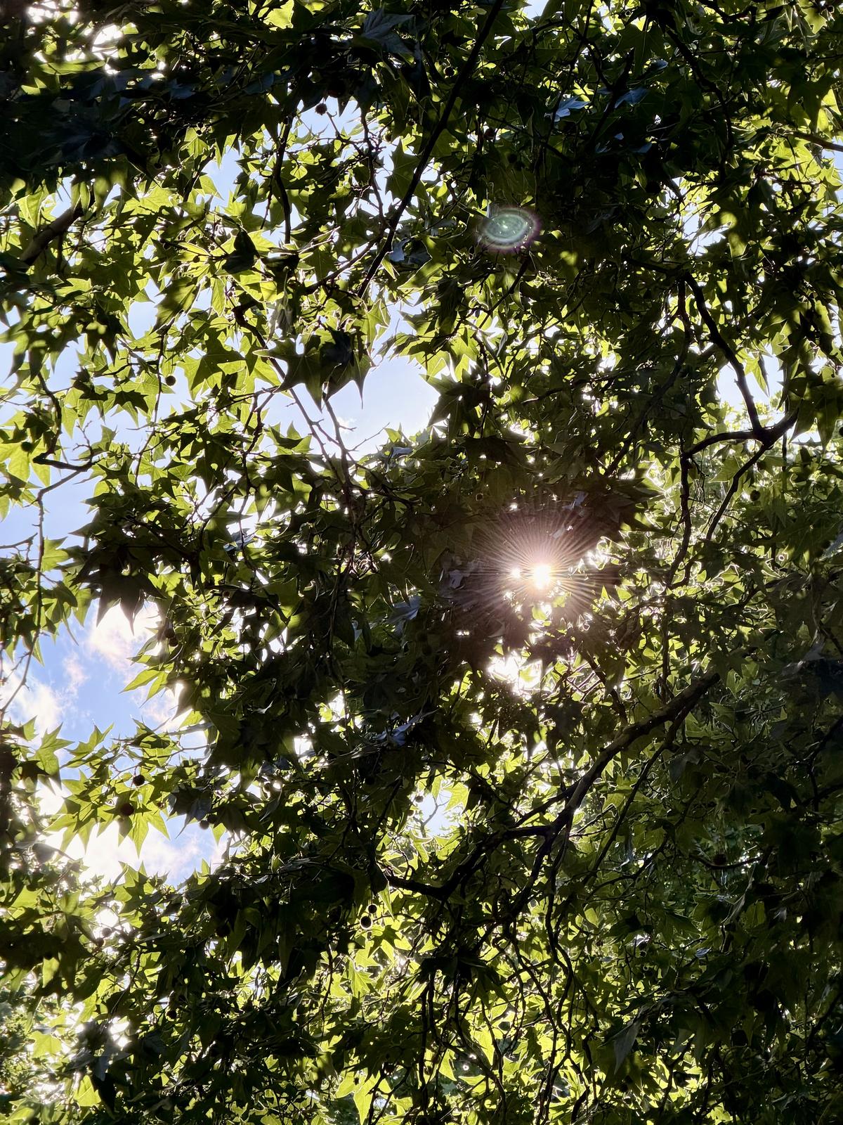 Sunlight through green leaves