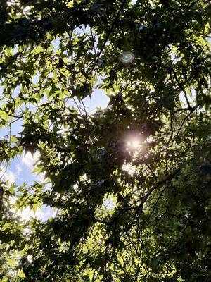 Sunlight through green leaves