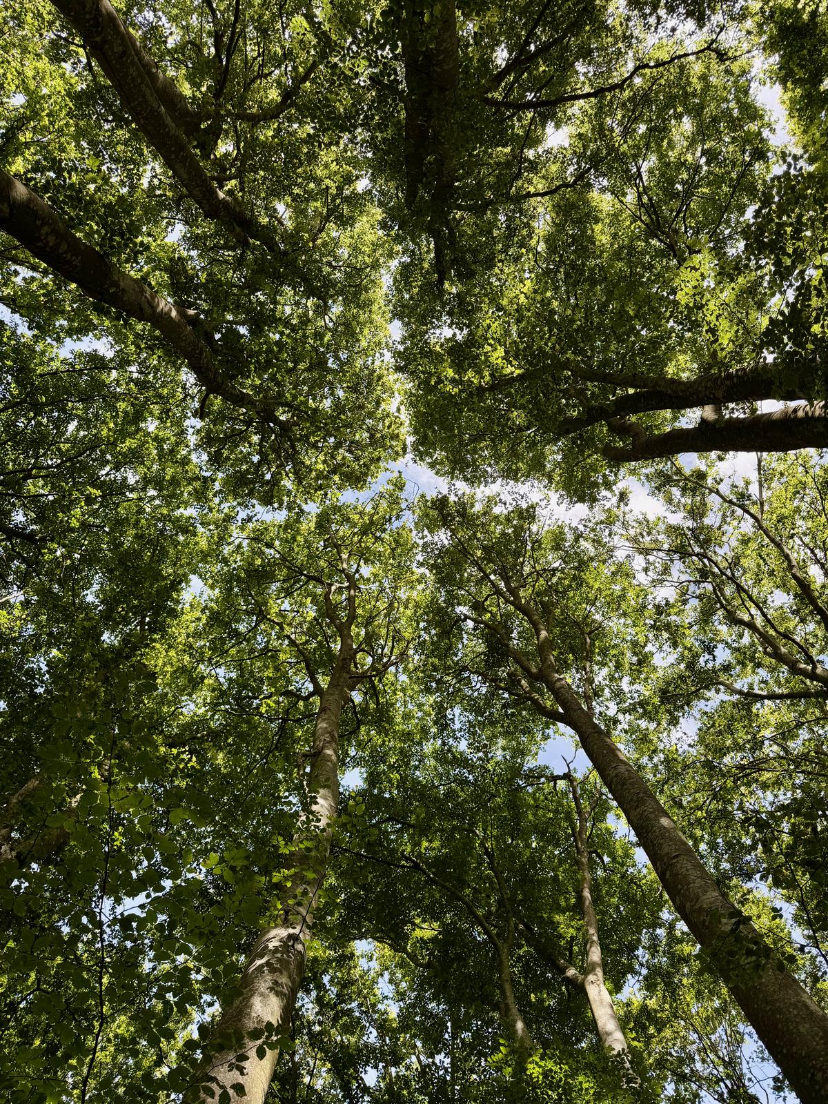 Looking up in the beechwood