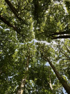 Looking up in the beechwood