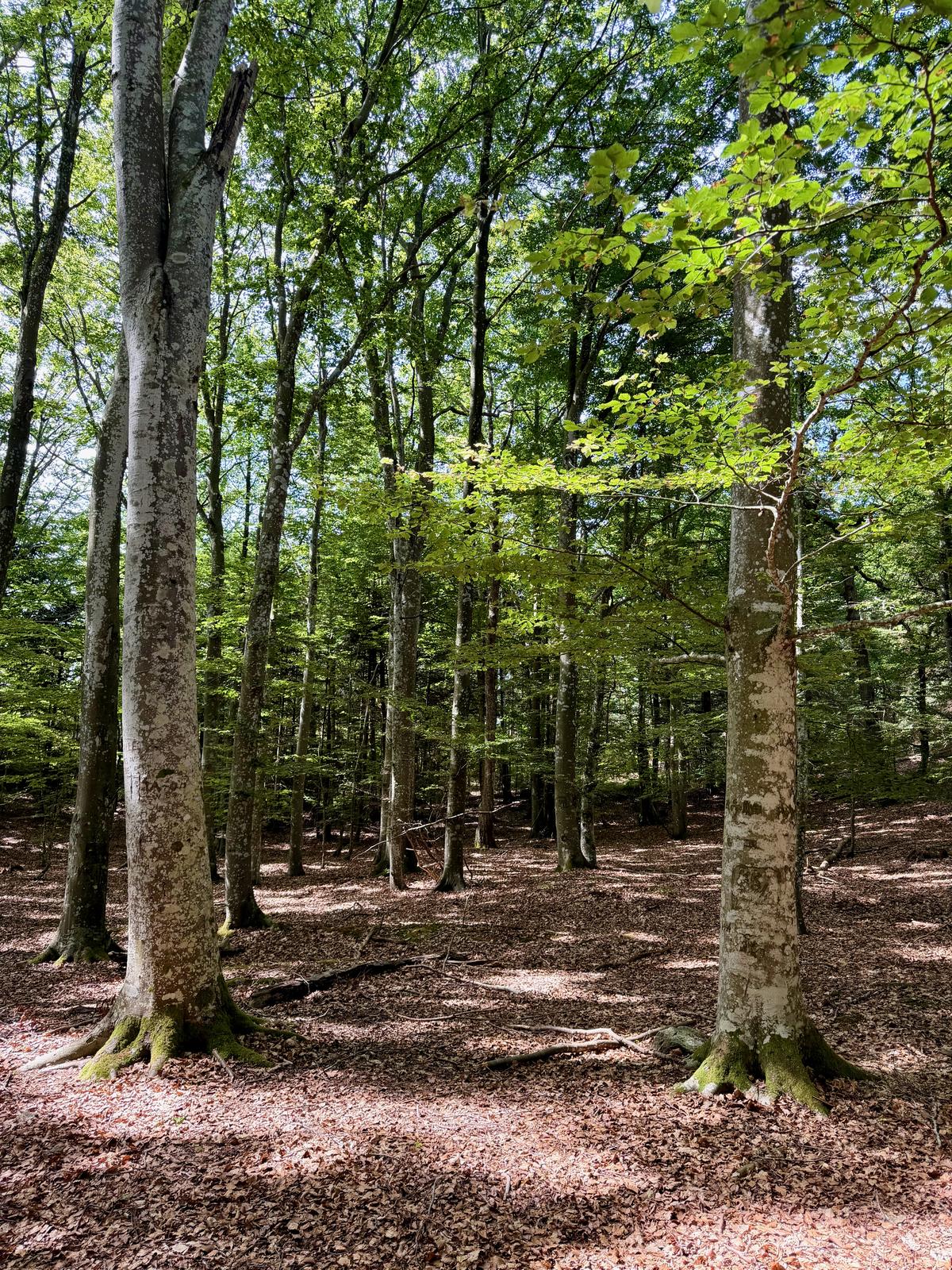 Beechwood