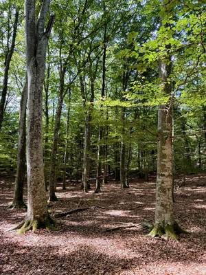 Beechwood